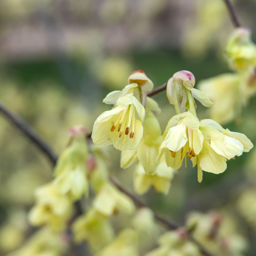 Leszczynowiec skąpokwiatowy - Corylopsis pauciflora (Kwitnienie)