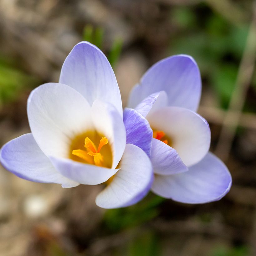 Krokus złocisty Blue Pearl (Kwitnienie)