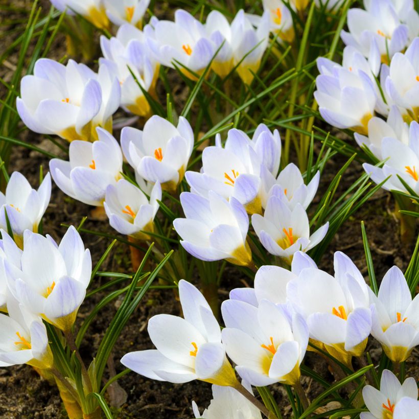 Krokus złocisty Blue Pearl (Plant habit)