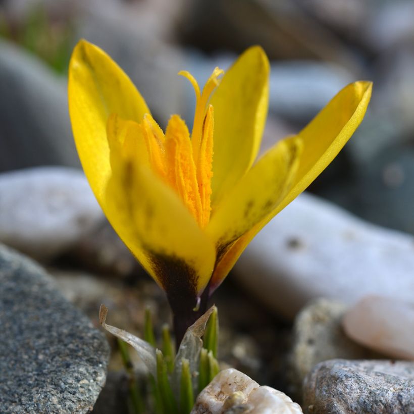 Crocus korolkowii - krokus korolkowa (Plant habit)