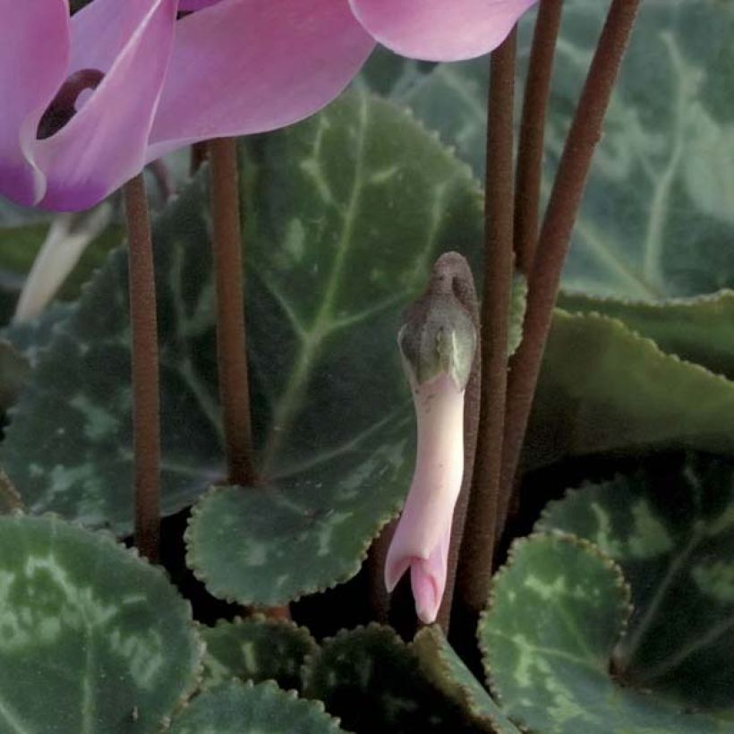 Cyklamen dyskowaty różowy - Cyclamen coum (Ulistnienie)