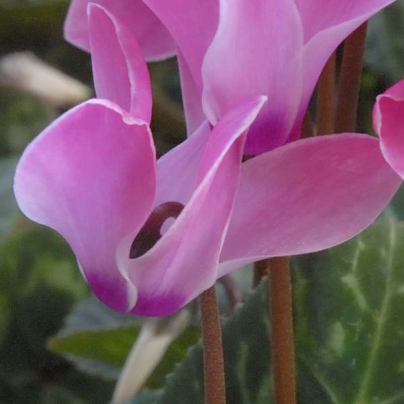 Cyklamen dyskowaty różowy - Cyclamen coum (Kwitnienie)