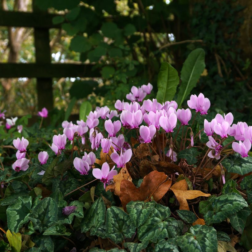 Cyklamen bluszczolistny - Cyclamen hederifolium (Plant habit)