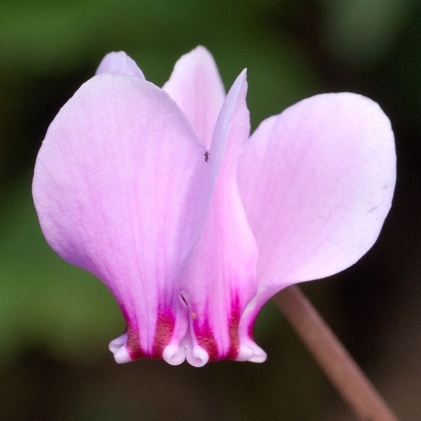 Cyklamen bluszczolistny - Cyclamen hederifolium (Kwitnienie)