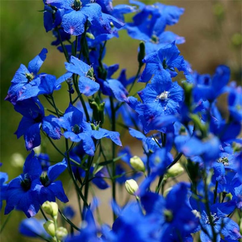 Ostróżka wielkokwiatowa - Delphinium grandiflorum (Kwitnienie)