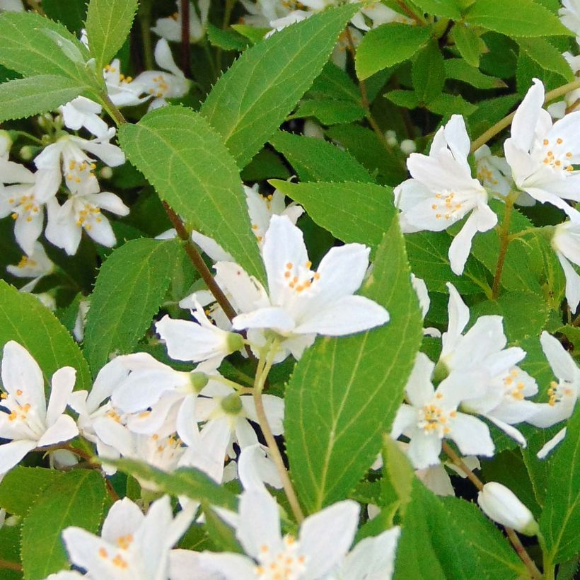Deutzia Yuki Snowflake (Ulistnienie)