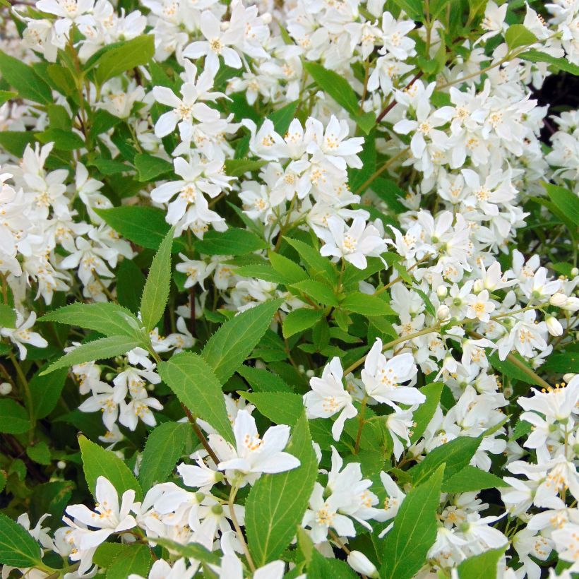 Deutzia Yuki Snowflake (Kwitnienie)