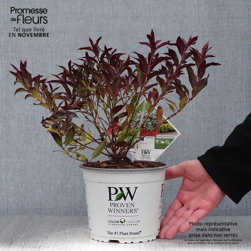 Przykładowy wygląd Deutzia Yuki Snowflake Doniczka 2L/3L w momencie dostawy jesienią