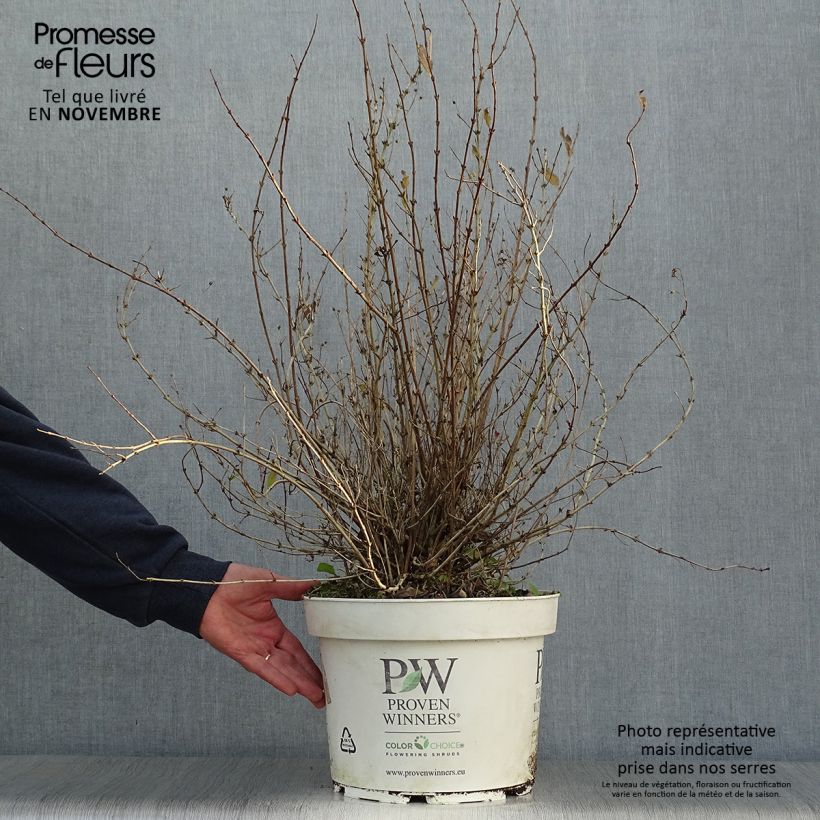 Przykładowy wygląd Deutzia Yuki Snowflake Doniczka 7,5L/10L w momencie dostawy jesienią