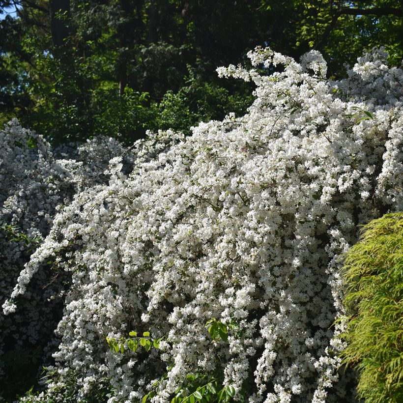 Deutzia gracilis Nikko (Pokrój rośliny)