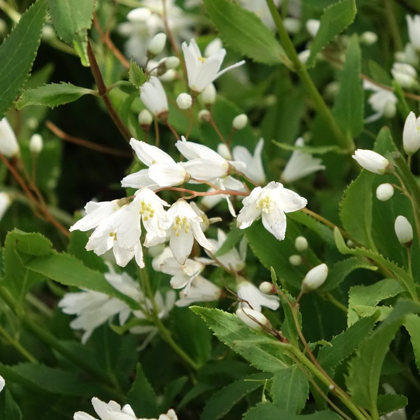 Deutzia gracilis Nikko (Kwitnienie)
