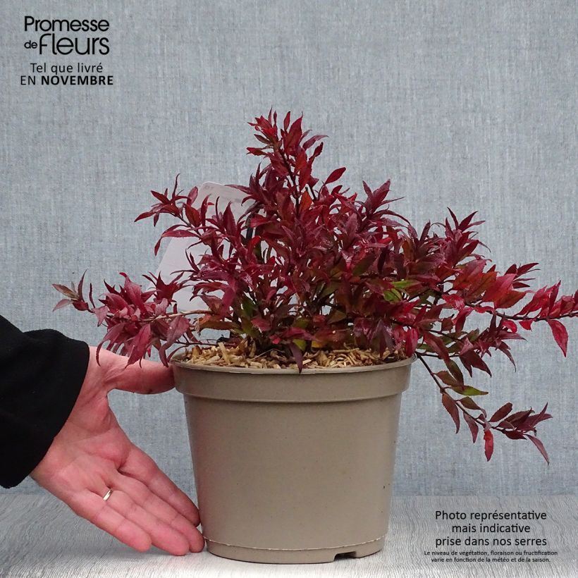 Przykładowy wygląd Deutzia gracilis Nikko Doniczka 2L/3L w momencie dostawy jesienią