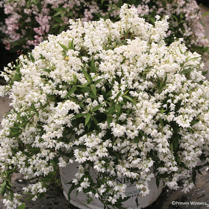 Deutzia Yuki Snowflake (Pokrój rośliny)