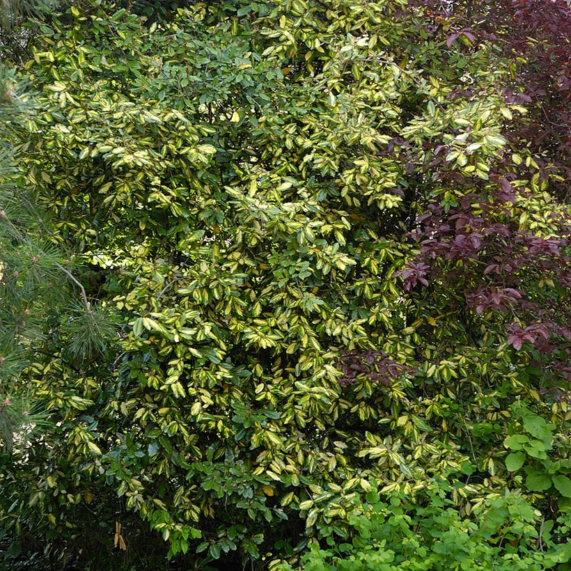 Oliwnik kłujący Maculata (Pokrój rośliny)