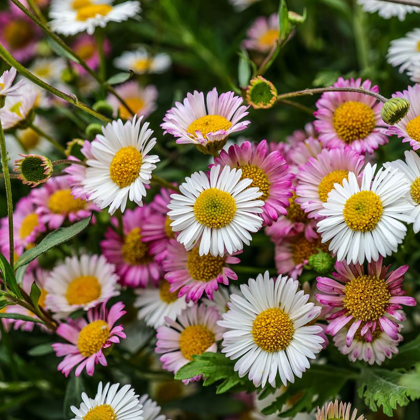 Przymiotno Karwińskiego - Erigeron karvinskianus (Kwitnienie)
