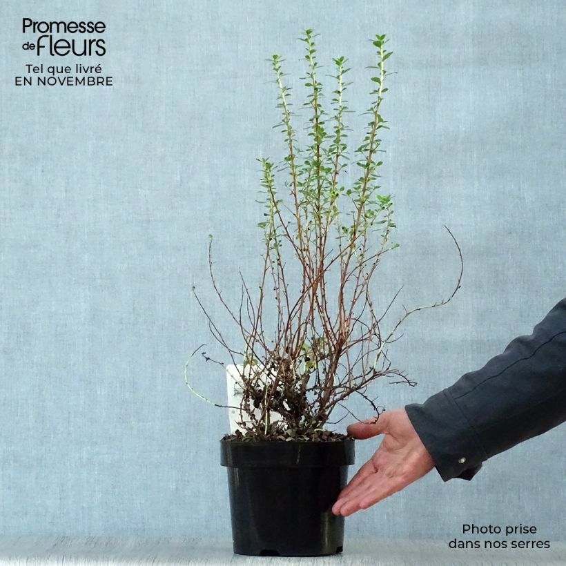Przykładowy wygląd Escallonia Donard Seedling Doniczka 1L/1,5L w momencie dostawy jesienią