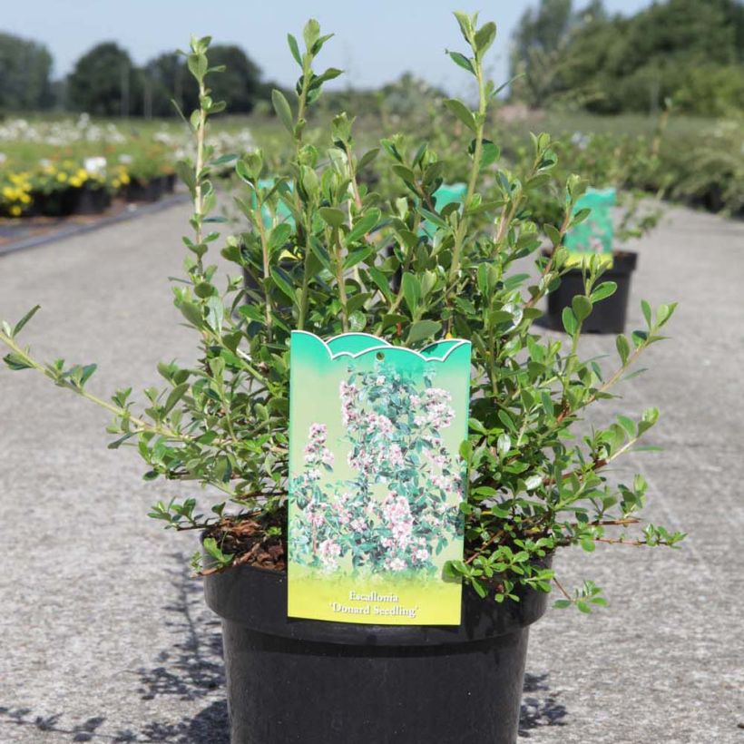 Escallonia Donard Seedling (Pokrój rośliny)