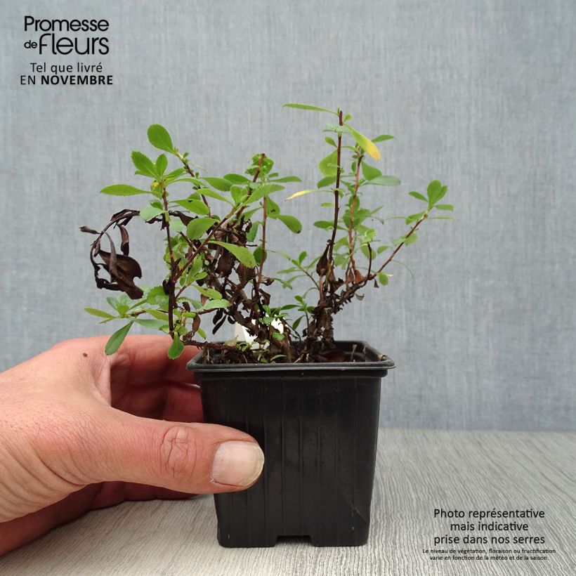 Przykładowy wygląd Escallonia Donard Seedling Doniczka 8/9 cm w momencie dostawy jesienią