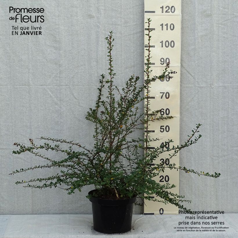 Przykładowy wygląd Escallonia Donard Seedling Doniczka 7,5L/10L w momencie dostawy zimą