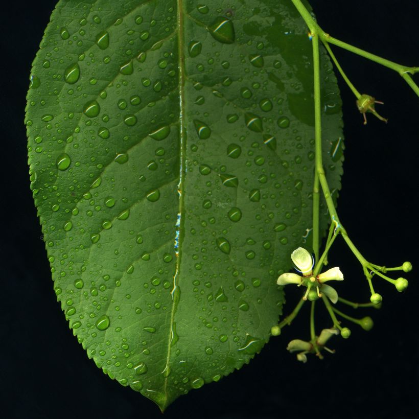 Trzmielina pospolita - Euonymus europaeus (Ulistnienie)
