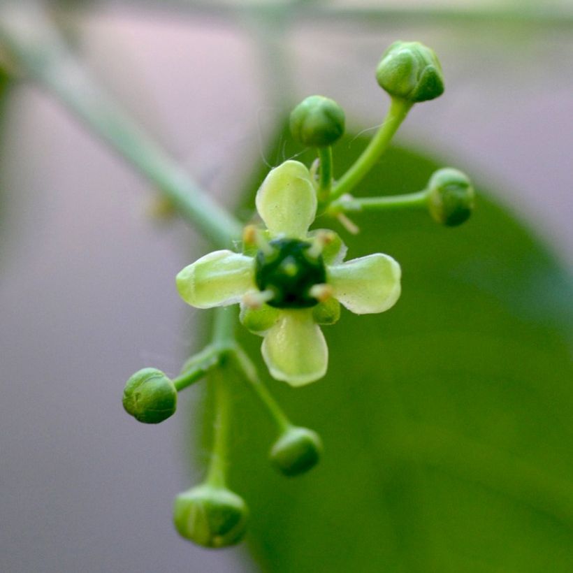 Trzmielina pospolita - Euonymus europaeus (Kwitnienie)
