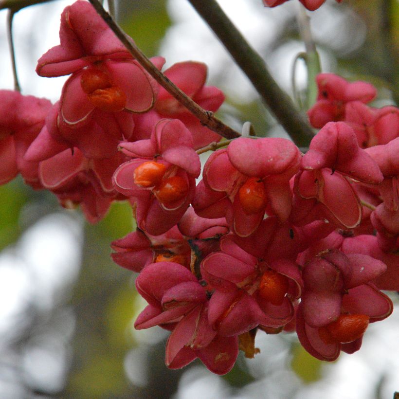 Trzmielina pospolita - Euonymus europaeus (Zbiór)