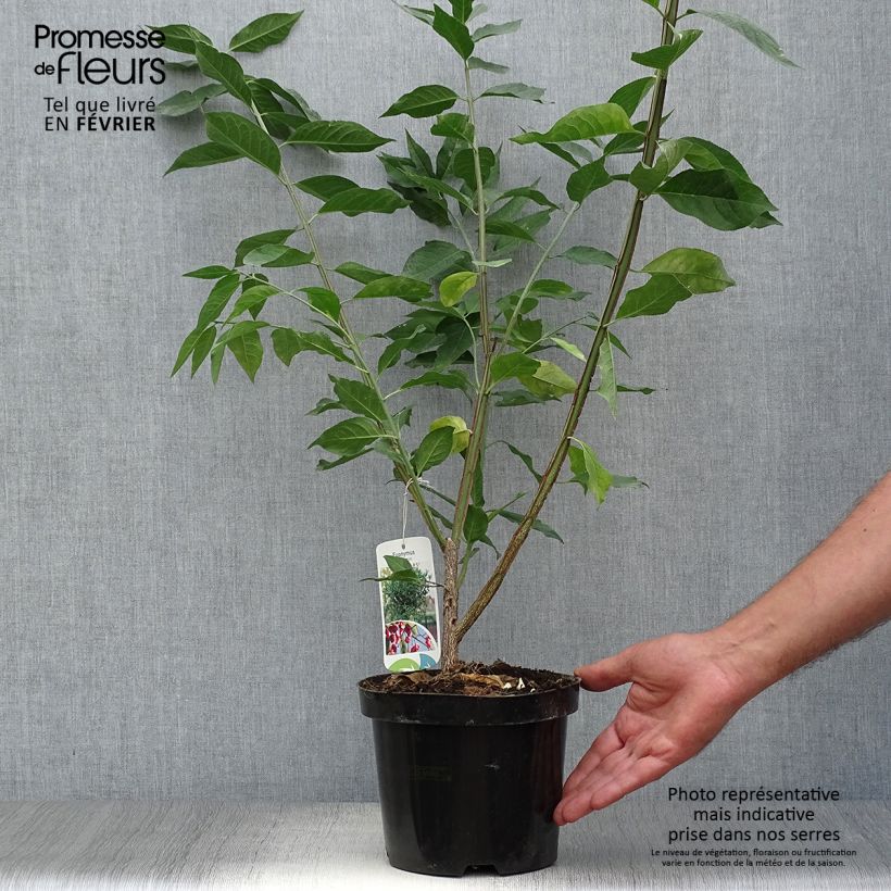 Przykładowy wygląd Trzmielina pospolita - Euonymus europaeus Doniczka 2L/3L w momencie dostawy jesienią