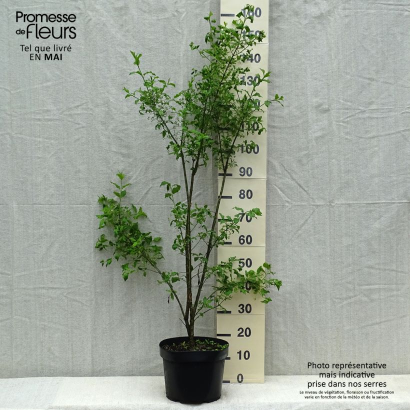 Przykładowy wygląd Trzmielina pospolita - Euonymus europaeus Doniczka 7,5L/10L w momencie dostawy latem