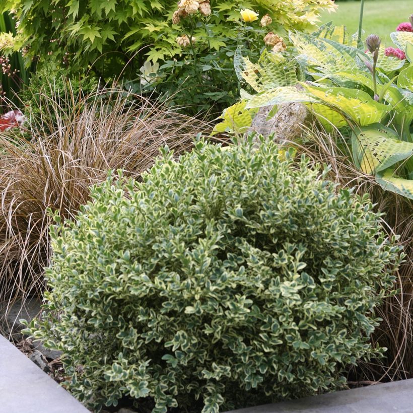 Trzmielina Fortune'a Emerald Gaiety (Plant habit)