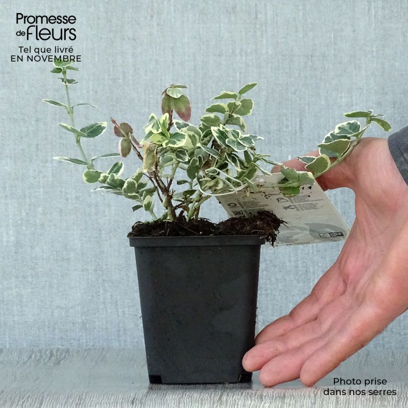 Przykładowy wygląd Trzmielina Fortune'a Emerald Gaiety Doniczka 8/9 cm w momencie dostawy jesienią
