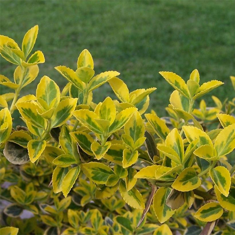 Trzmielina Fortune'a Emerald n gold (Ulistnienie)