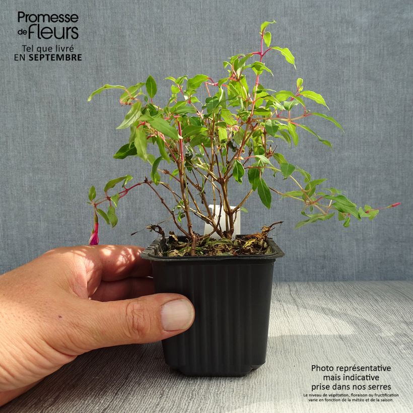 Przykładowy wygląd Fuksja magellańska - Fuchsia magellanica Doniczka 8/9 cm w momencie dostawy jesienią