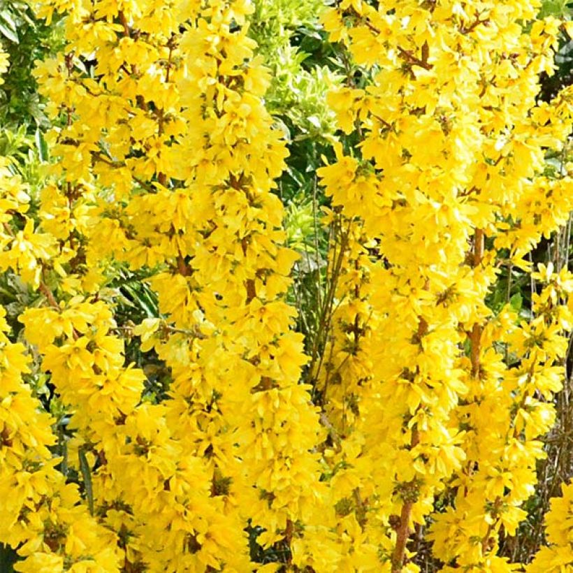 Forsycja pośrednia Mikador (Kwitnienie)