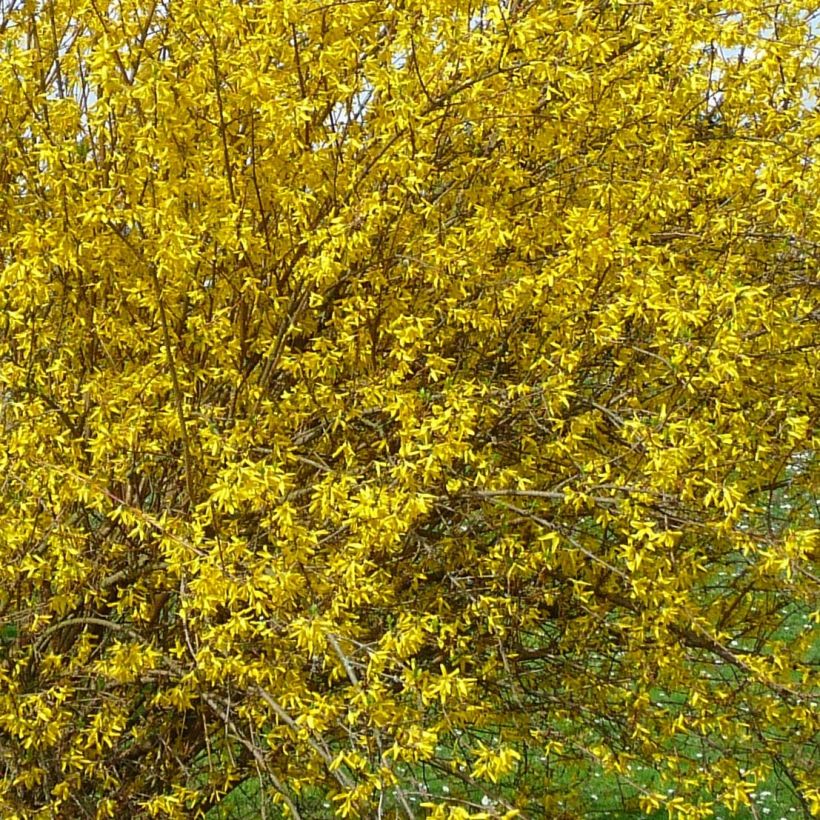 Forsycja pośrednia Lyngold (Kwitnienie)