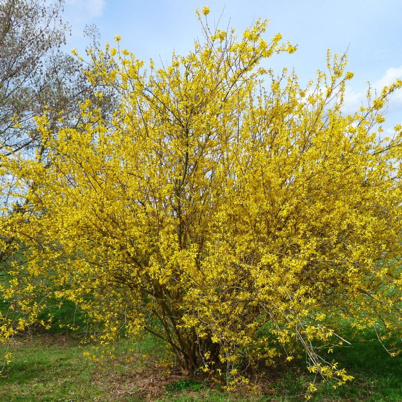 Forsycja pośrednia Lyngold (Pokrój rośliny)