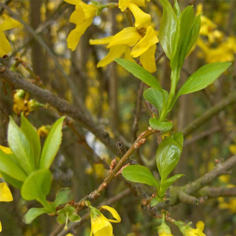 Forsycja pośrednia Spectabilis (Ulistnienie)