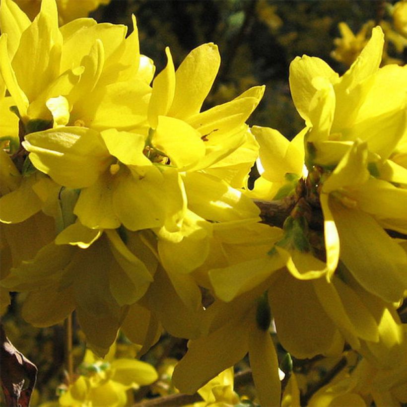 Forsycja pośrednia Spectabilis (Kwitnienie)