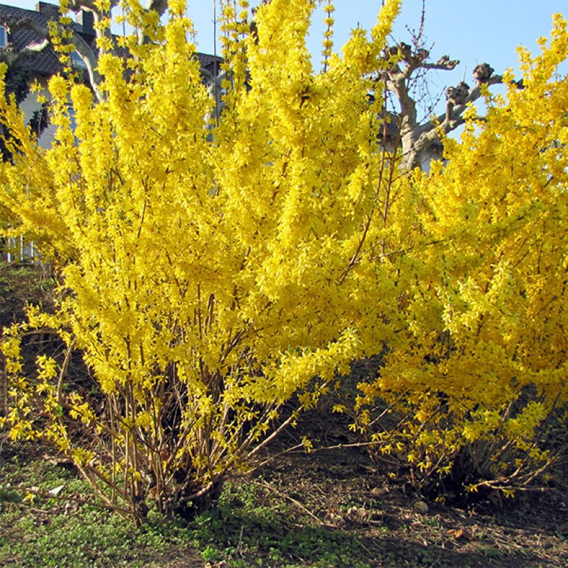 Forsycja pośrednia Spectabilis (Plant habit)