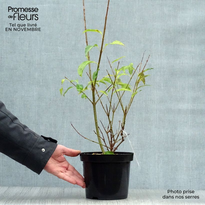 Przykładowy wygląd Forsycja pośrednia Spectabilis Doniczka 2L/3L w momencie dostawy jesienią