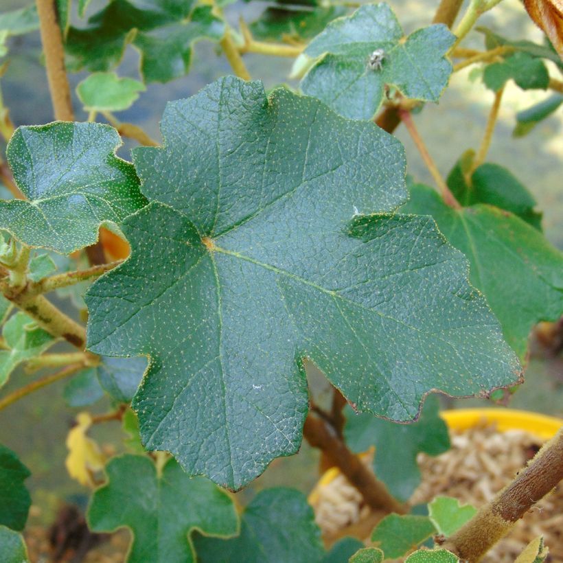 Fremontodendron californicum (Ulistnienie)