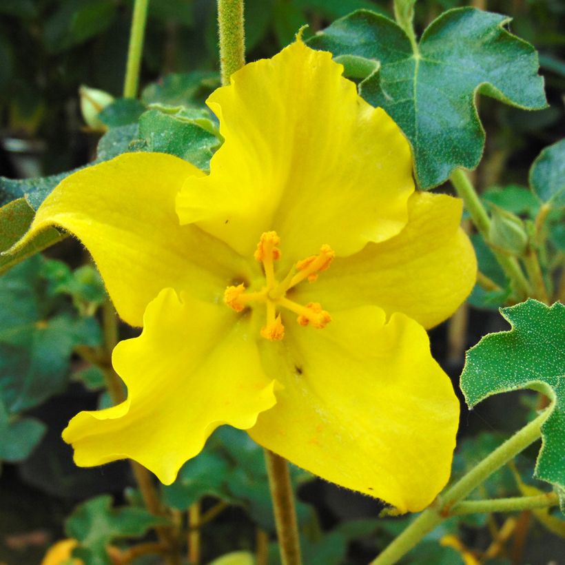 Fremontodendron californicum (Kwitnienie)