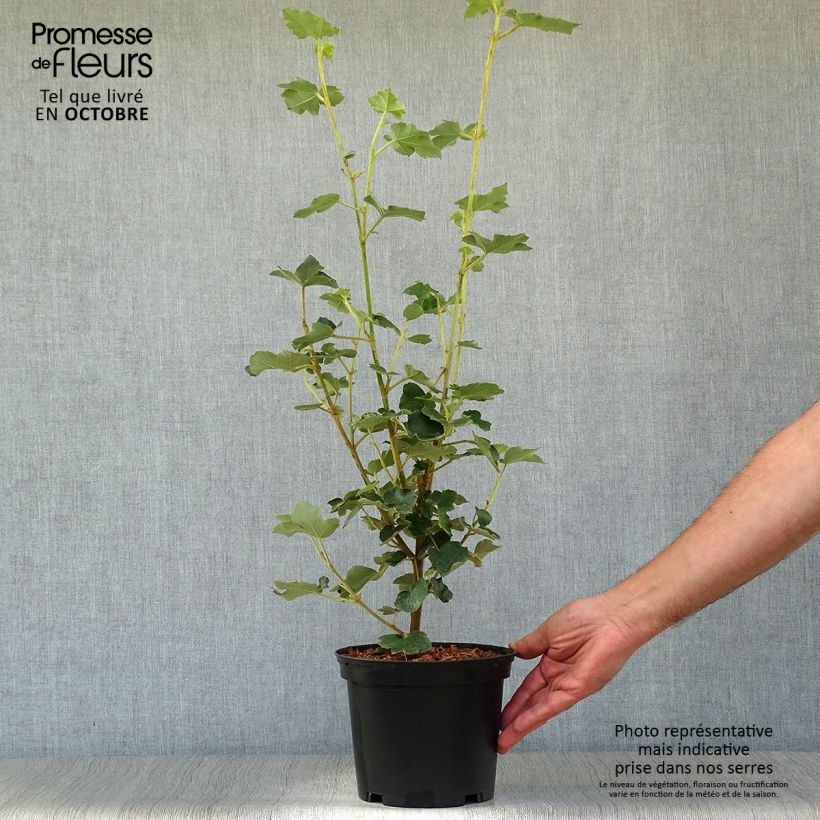Przykładowy wygląd Fremontodendron californicum Doniczka 2L/3L w momencie dostawy jesienią
