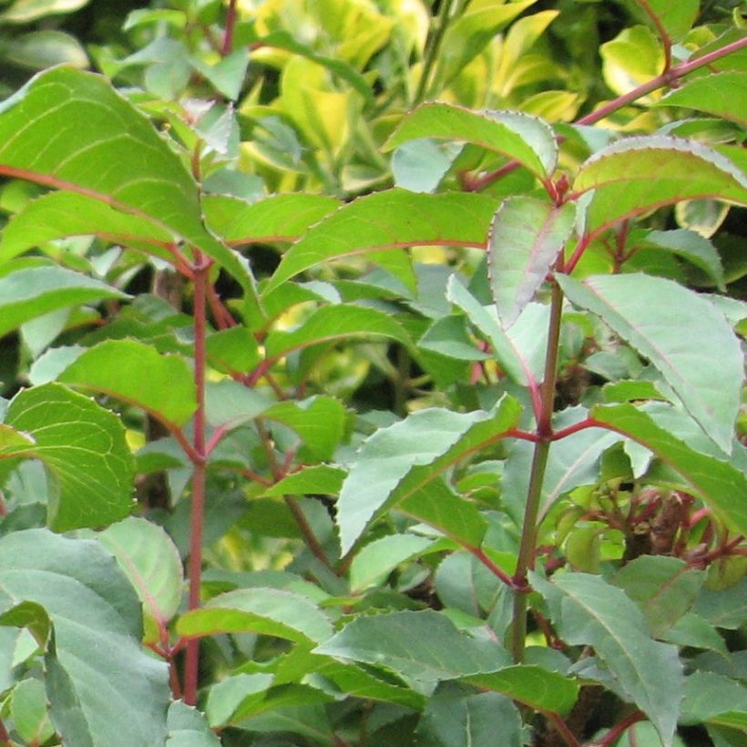 Fuksja magellańska - Fuchsia magellanica (Ulistnienie)