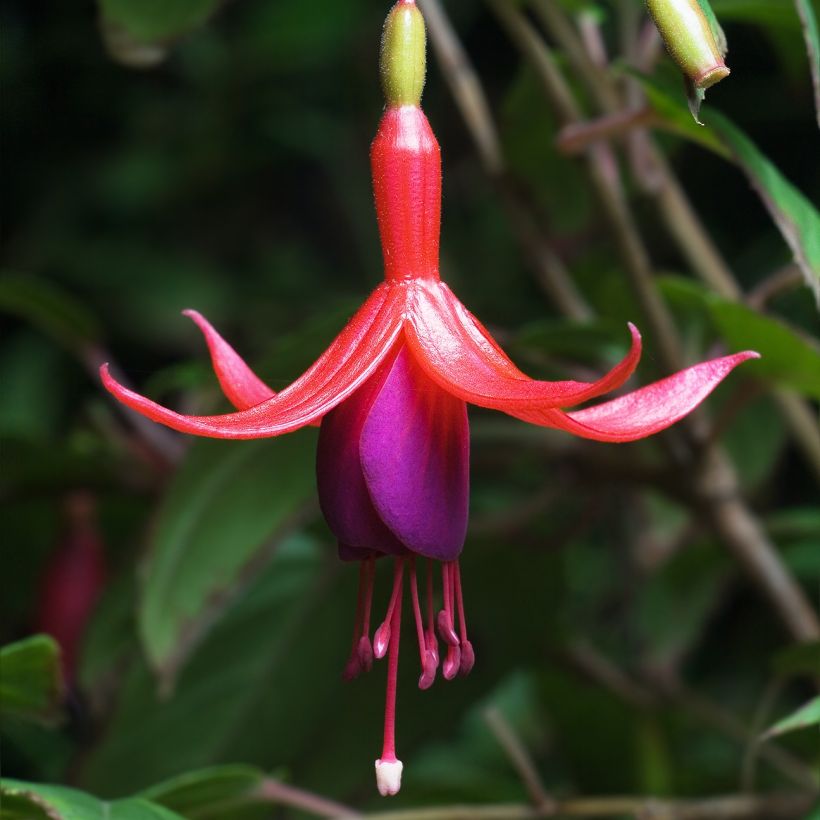 Fuksja magellańska - Fuchsia magellanica (Kwitnienie)