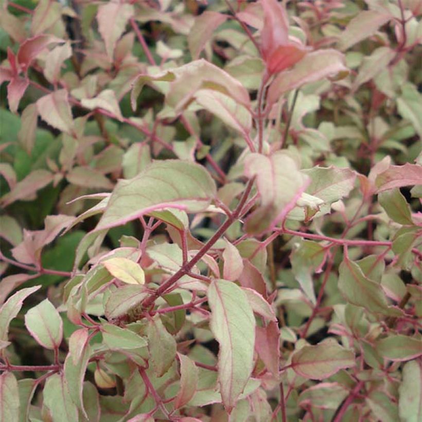 Fuksja magellańska Versicolor (Ulistnienie)