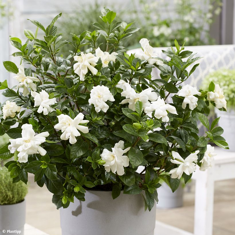 Gardenia jaśminowata Double Diamonds Leefour (Kwitnienie)