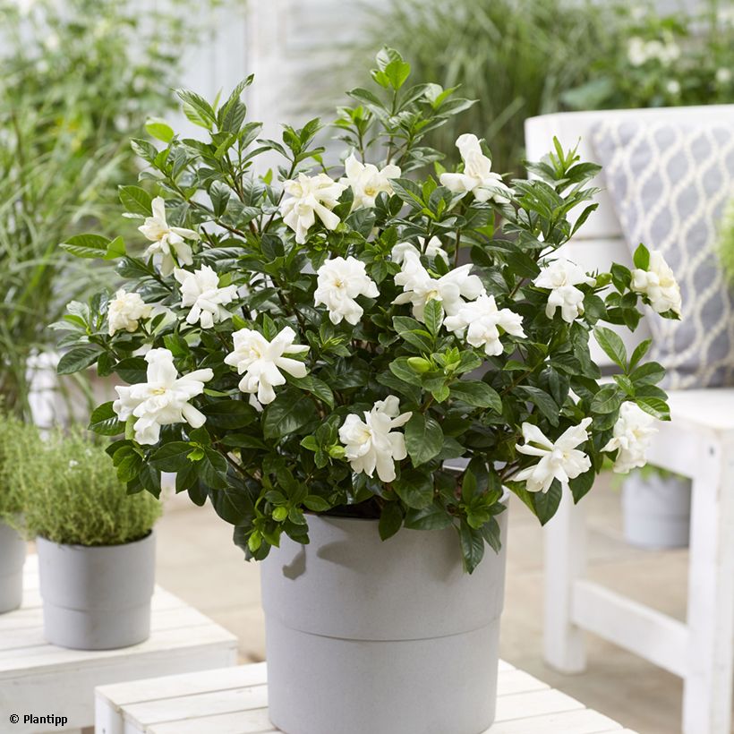 Gardenia jaśminowata Double Diamonds Leefour (Pokrój rośliny)