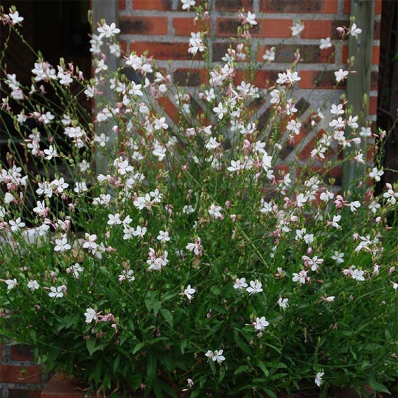 Gaura lindheimeri (Plant habit)