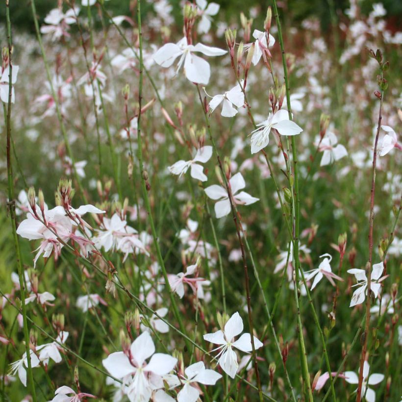 Gaura lindheimeri (Kwitnienie)