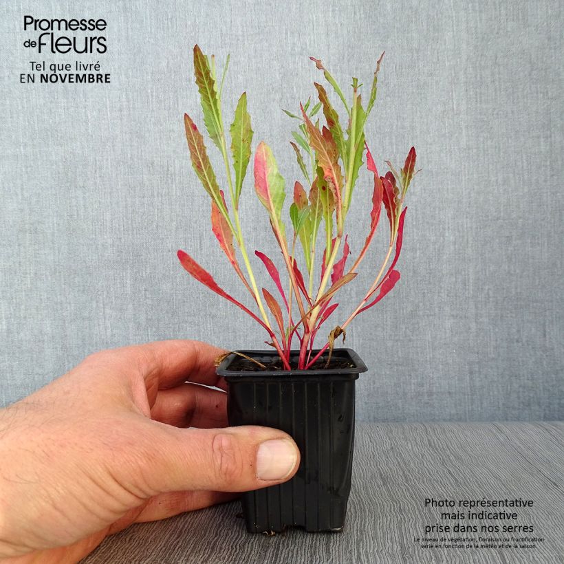 Przykładowy wygląd Gaura lindheimeri Doniczka 7/8 cm w momencie dostawy jesienią